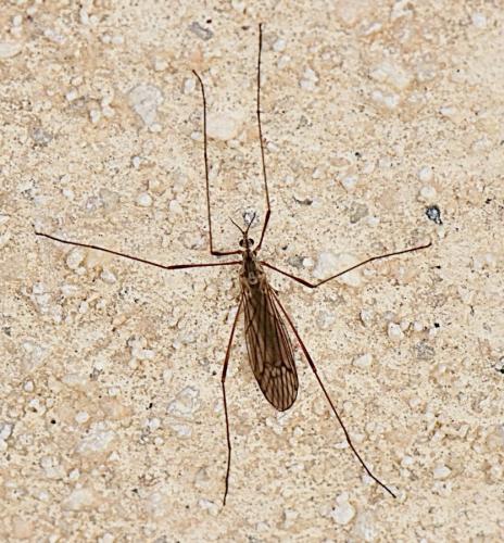Symplecta pilipes